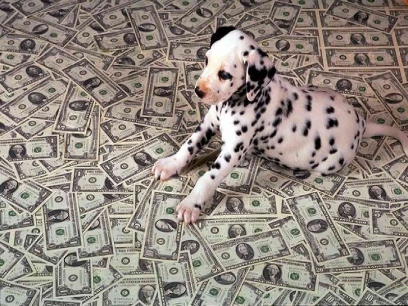Dalmatian puppy on money