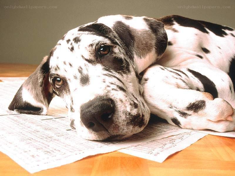 Dalmatian puppy on newspaper