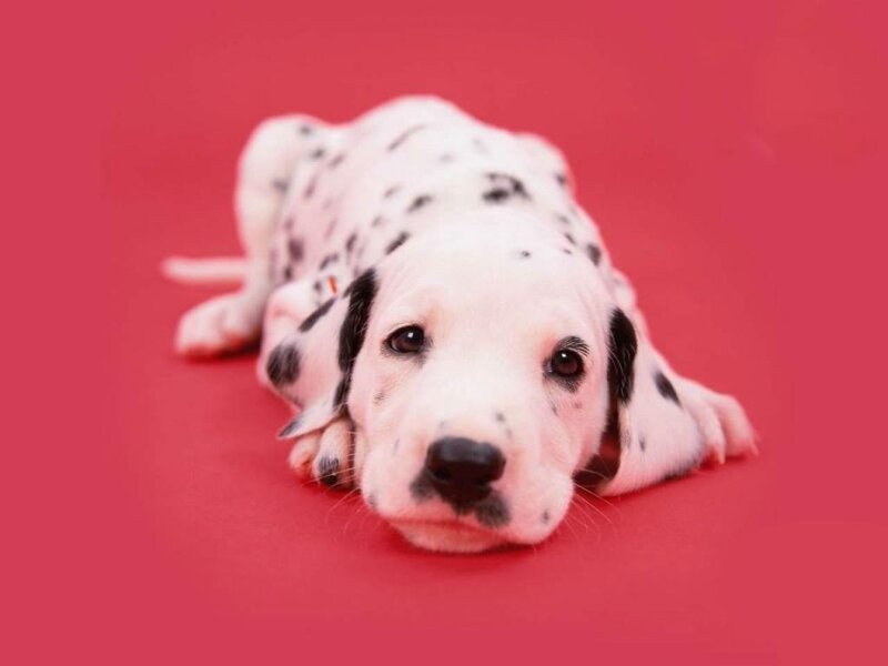 Dalmatian puppy on red