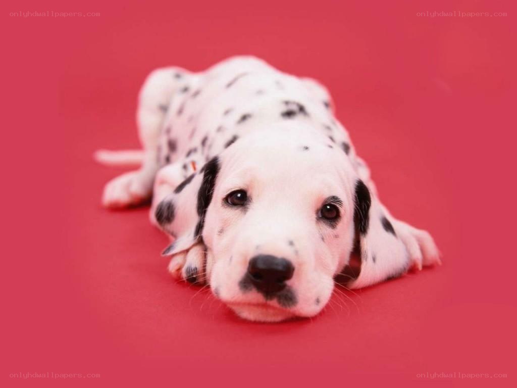 Dalmatian puppy on red