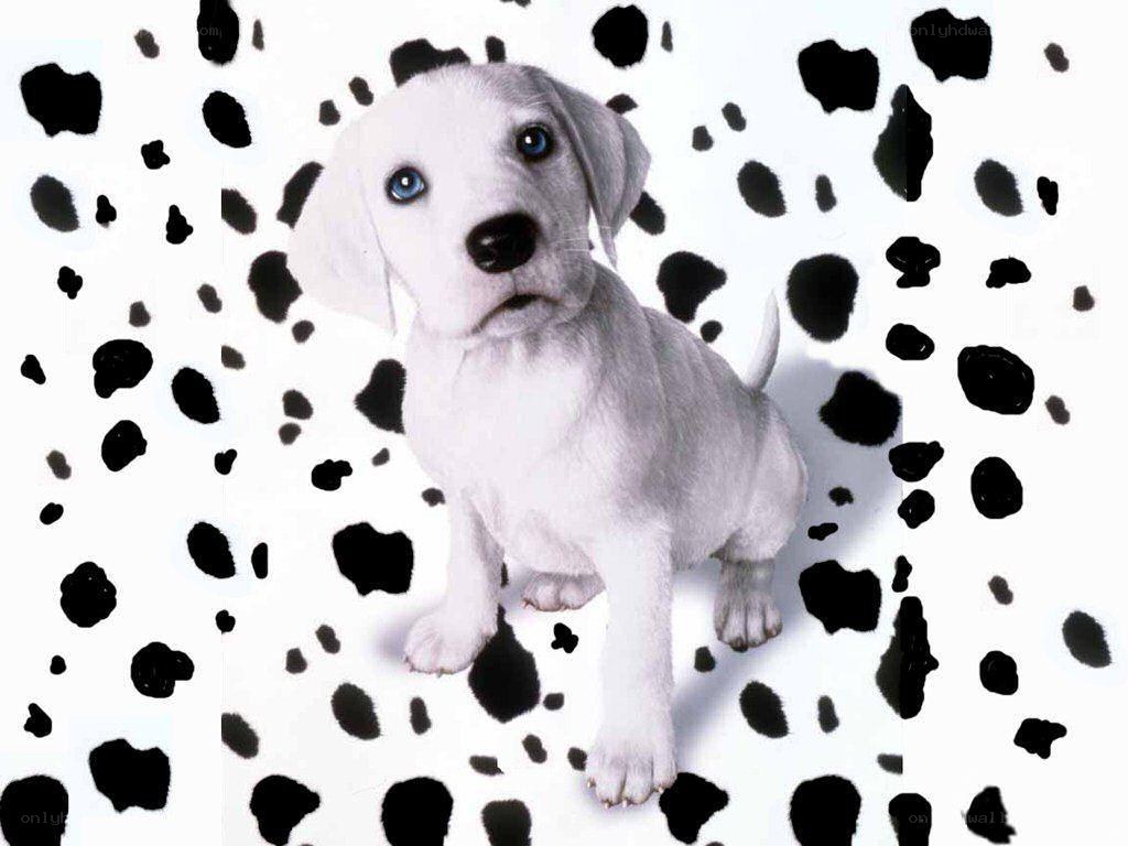 Dalmatian puppy on spotted background