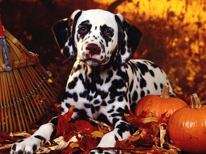 Dalmatian Puppy — Orange, Autumnal
