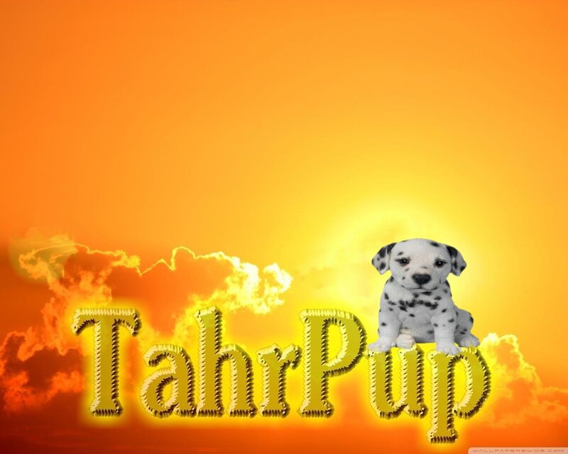 Dalmatian Puppy — Orange, Dramatic