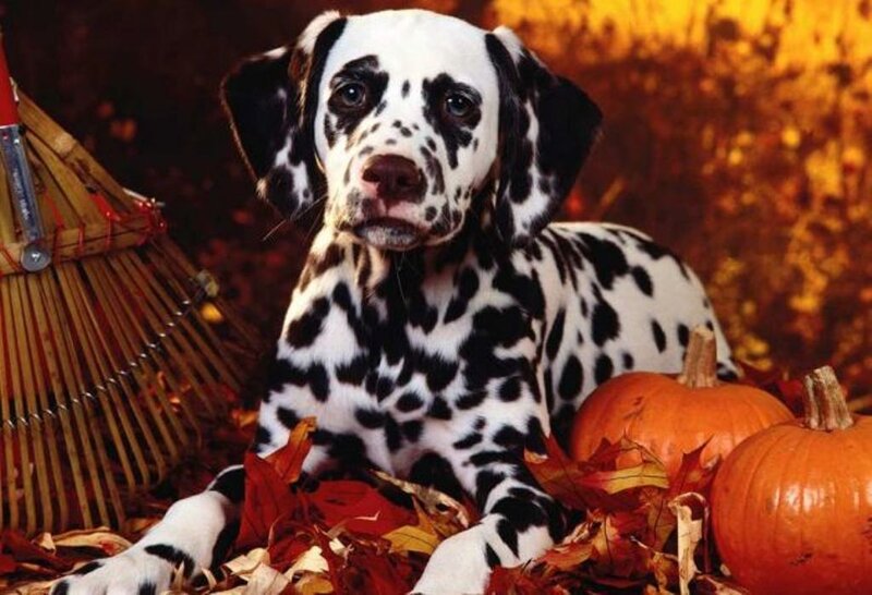 Dalmatian Puppy — Orange
