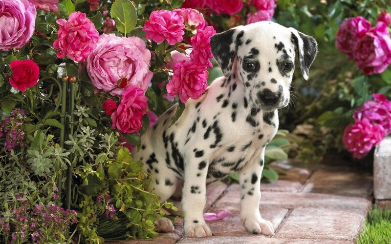 Dalmatian Puppy — Pink, Serene, Afternoon, Photograph