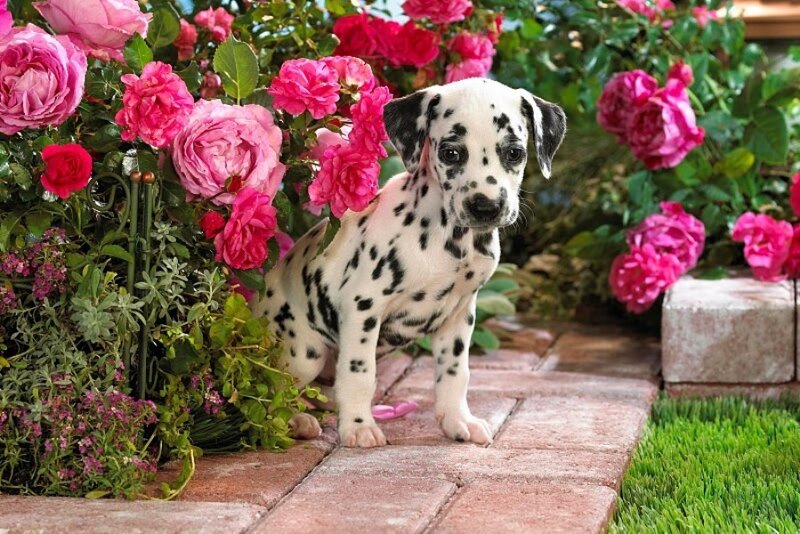 Dalmatian Puppy — Pink, Serene