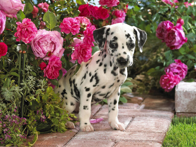 Dalmatian Puppy — Pink