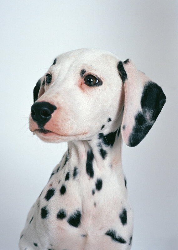 Dalmatian puppy portrait