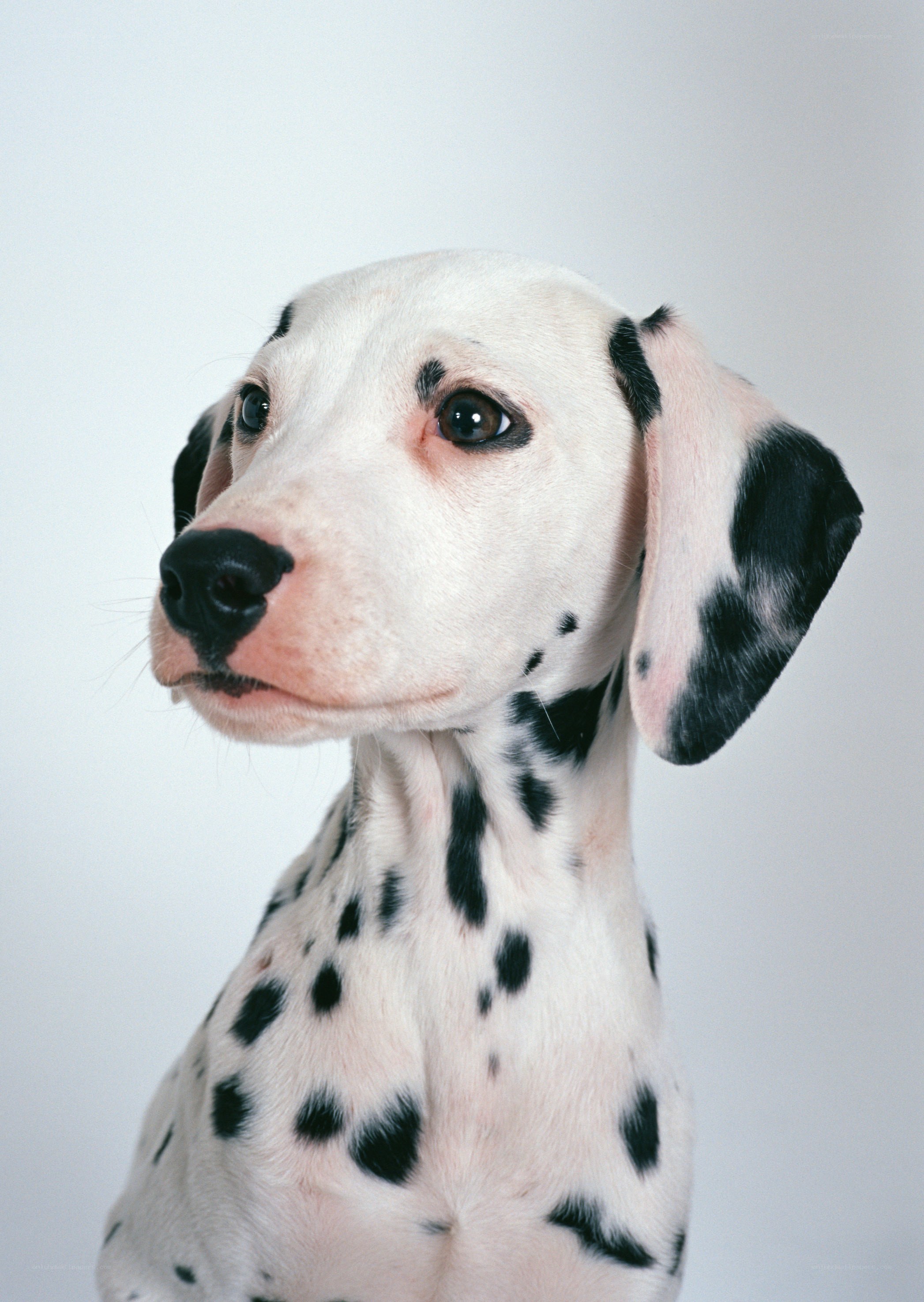 Dalmatian puppy portrait