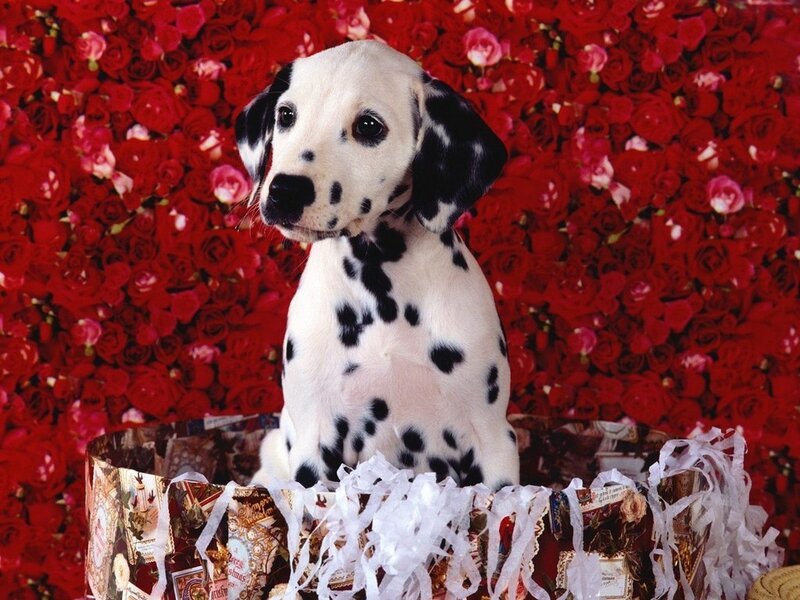 Dalmatian Puppy — Red