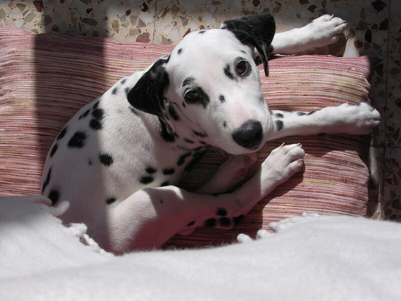 Dalmatian puppy resting