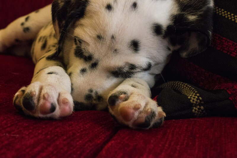 Dalmatian Puppy Sleeping — Red, Peaceful
