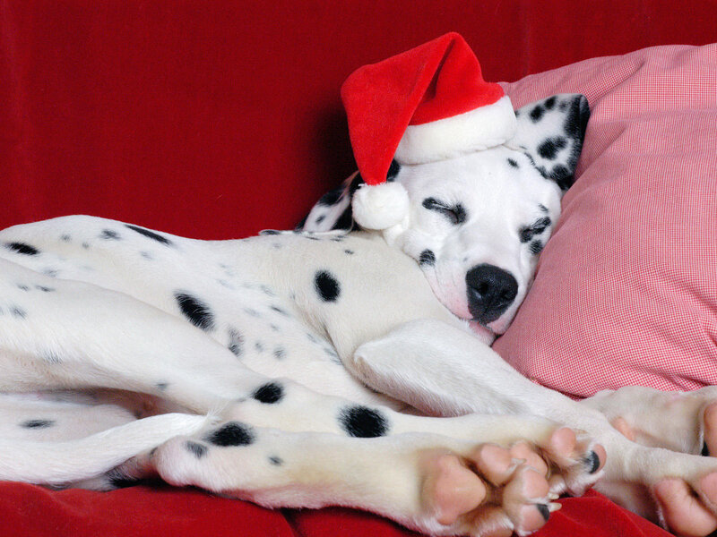 Dalmatian Puppy Sleeping — Red