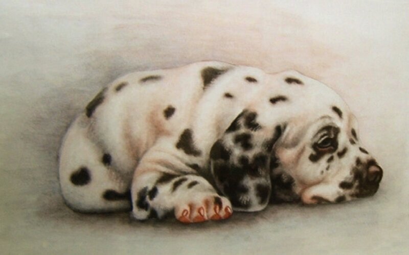 Dalmatian Puppy Sleeping — White, Calm