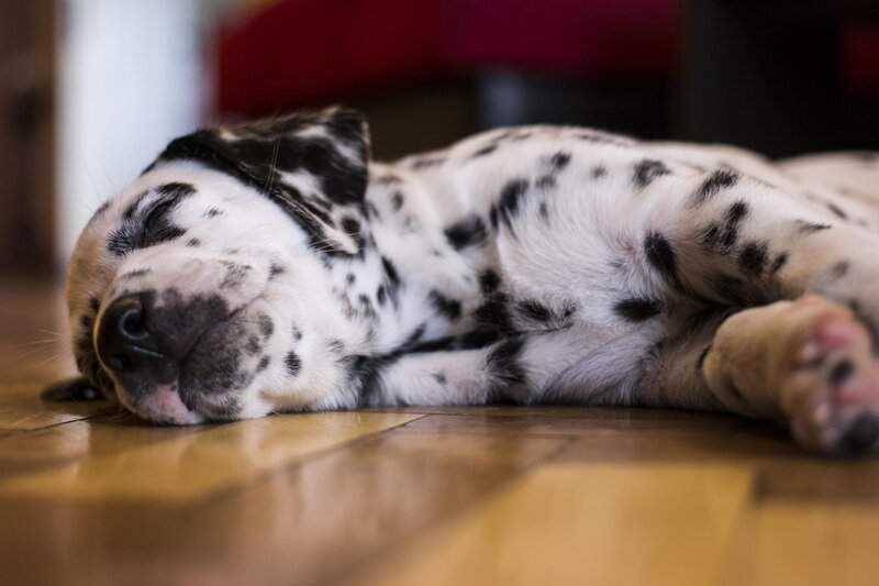Dalmatian Puppy Sleeping — White, Peaceful, Photograph