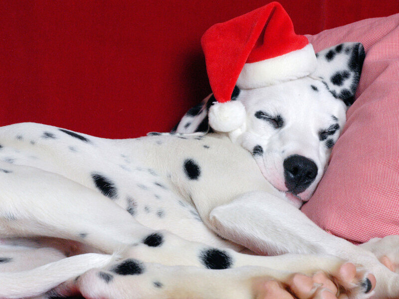 Dalmatian Puppy Sleeping — White, Peaceful