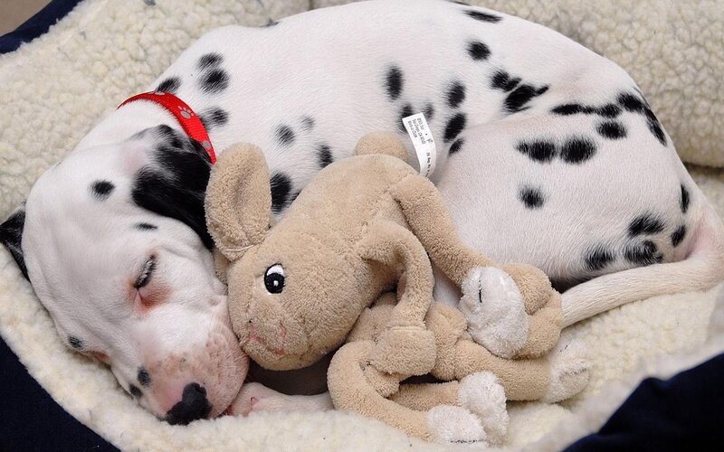 Dalmatian Puppy Sleeping — White