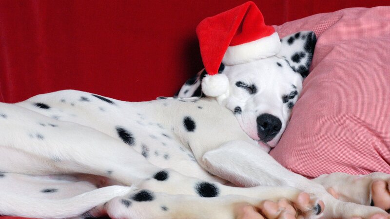 Dalmatian puppy sleeping with Santa hat