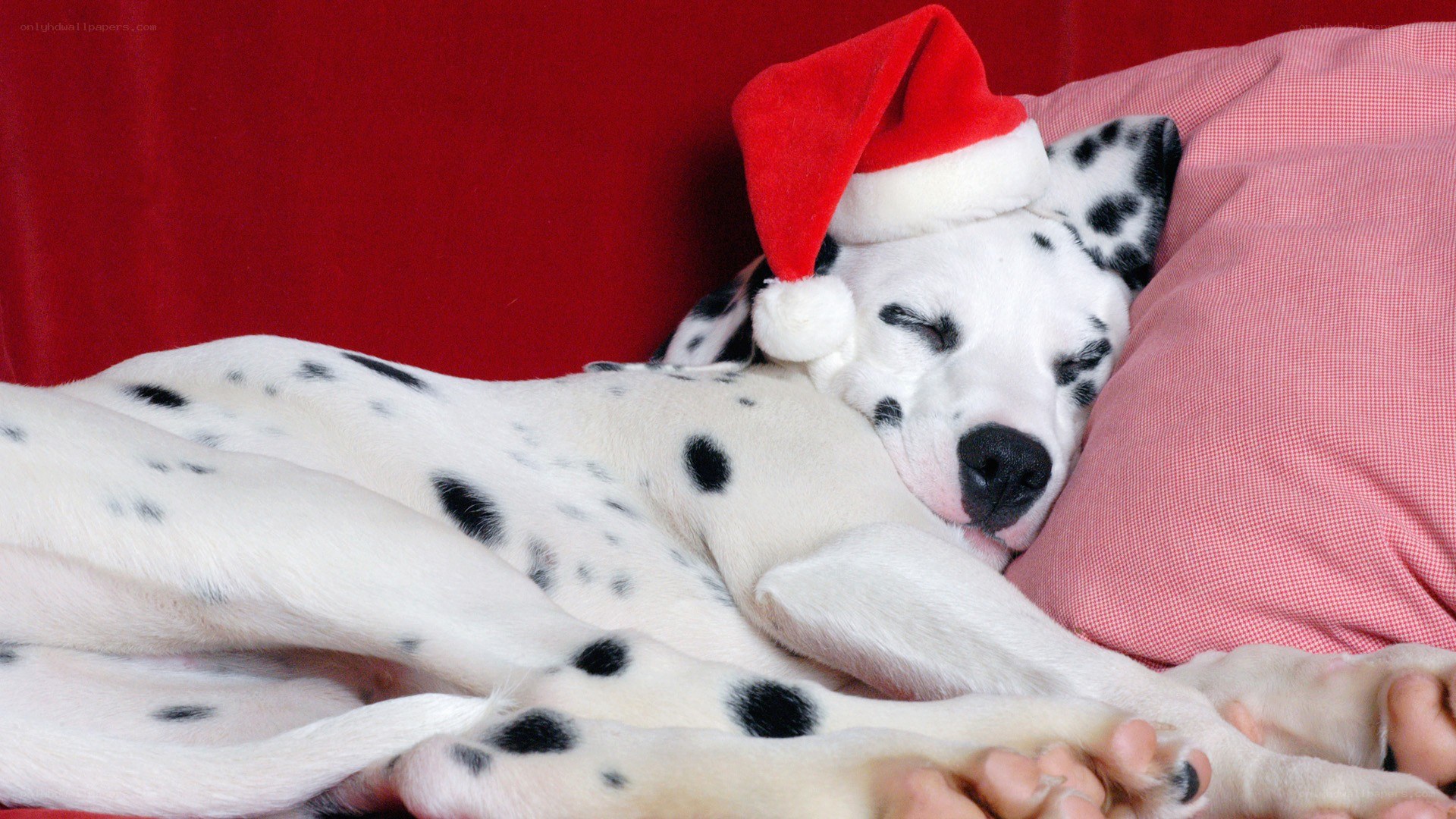 Dalmatian puppy sleeping with Santa hat