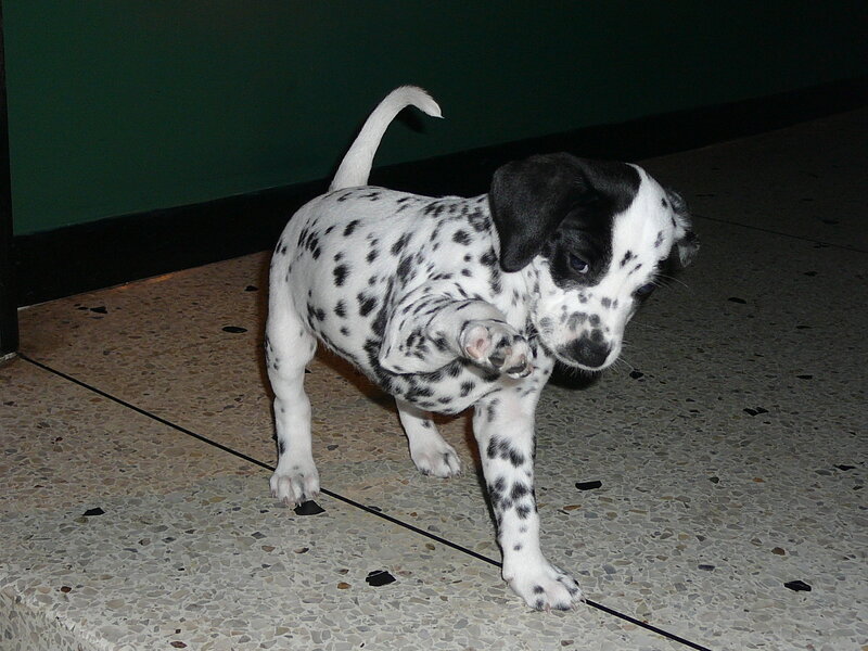 Dalmatian puppy walking
