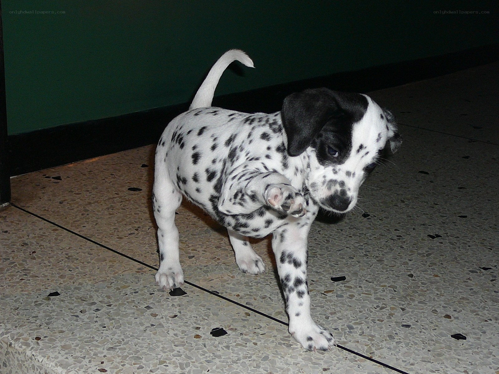 Dalmatian puppy walking