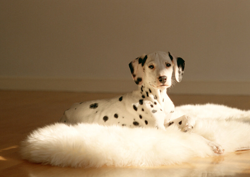 Dalmatian Puppy — White, Calm, Afternoon, Photograph, Dog