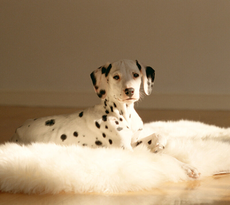 Dalmatian Puppy — White, Calm, Afternoon