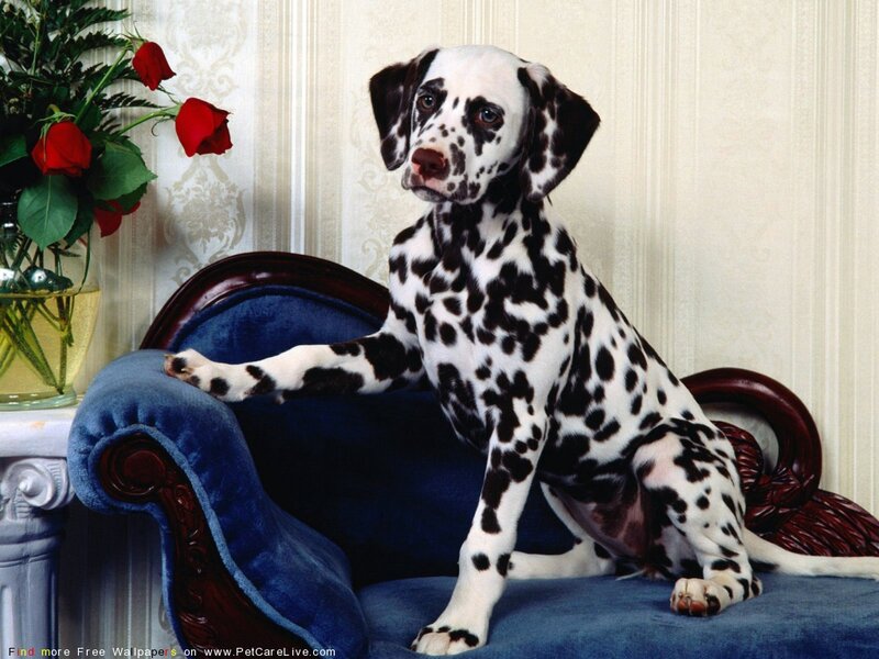 Dalmatian Puppy — White, Calm, Photograph, Blue Armchair