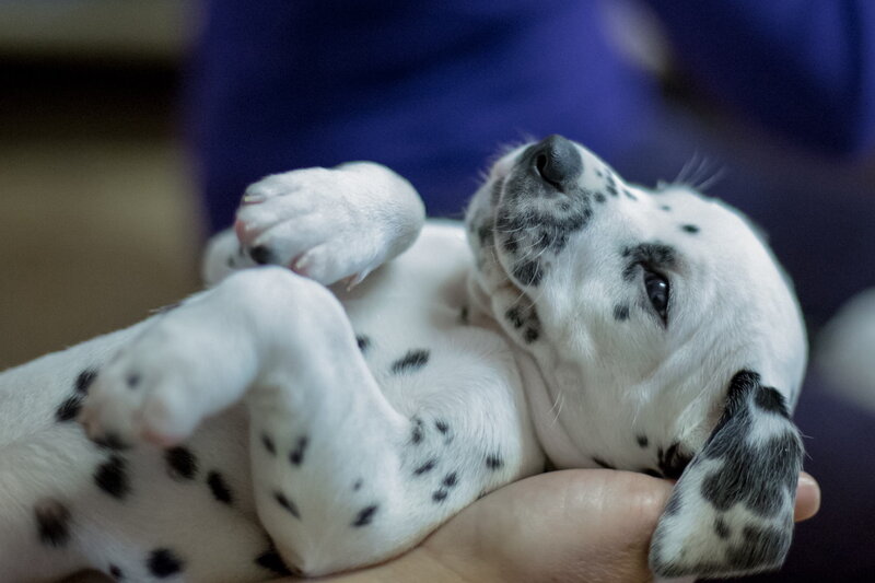 Dalmatian Puppy — White, Calm, Photograph, Hand
