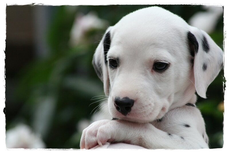 Dalmatian Puppy — White, Calm, Photograph, Paws