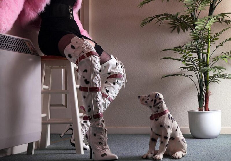 Dalmatian Puppy — White, Calm, Photograph