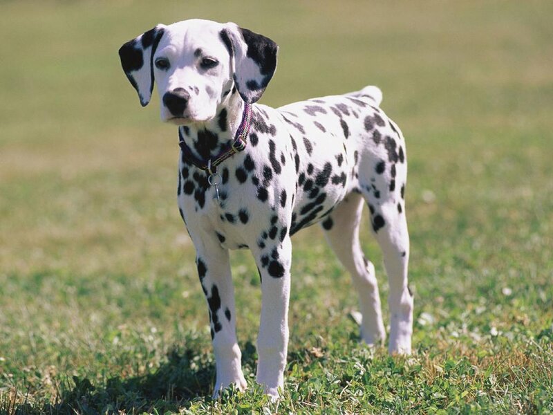 Dalmatian Puppy — White, Calm