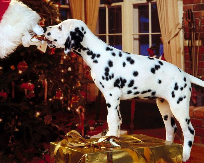 Dalmatian Puppy — White, Festive
