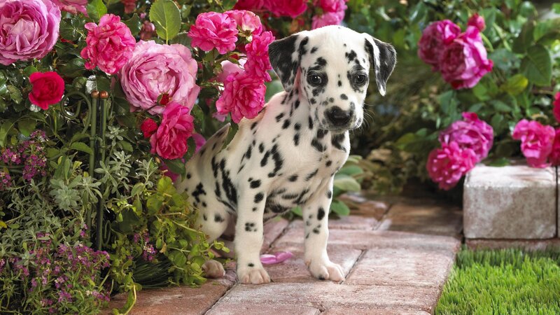 Dalmatian Puppy — White, Serene, Afternoon, Photograph, Roses, Brick Path, Grass