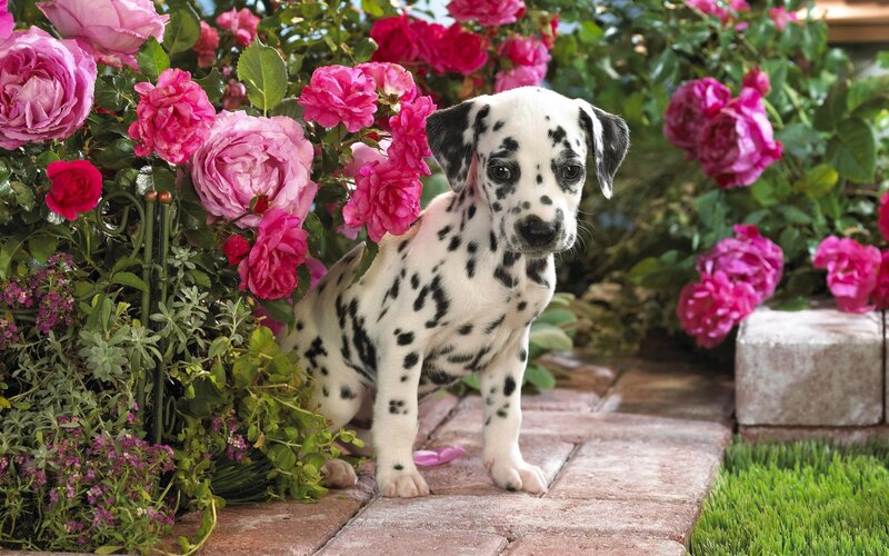 Dalmatian Puppy — White, Serene, Afternoon, Photograph, Roses, Brick Path