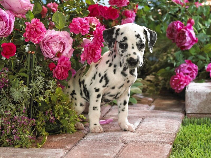 Dalmatian Puppy — White, Serene