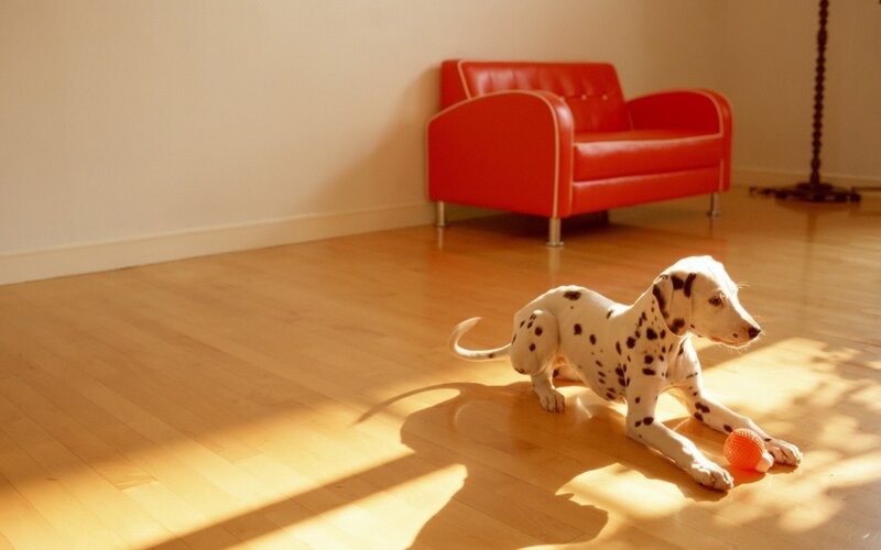 Dalmatian puppy with ball