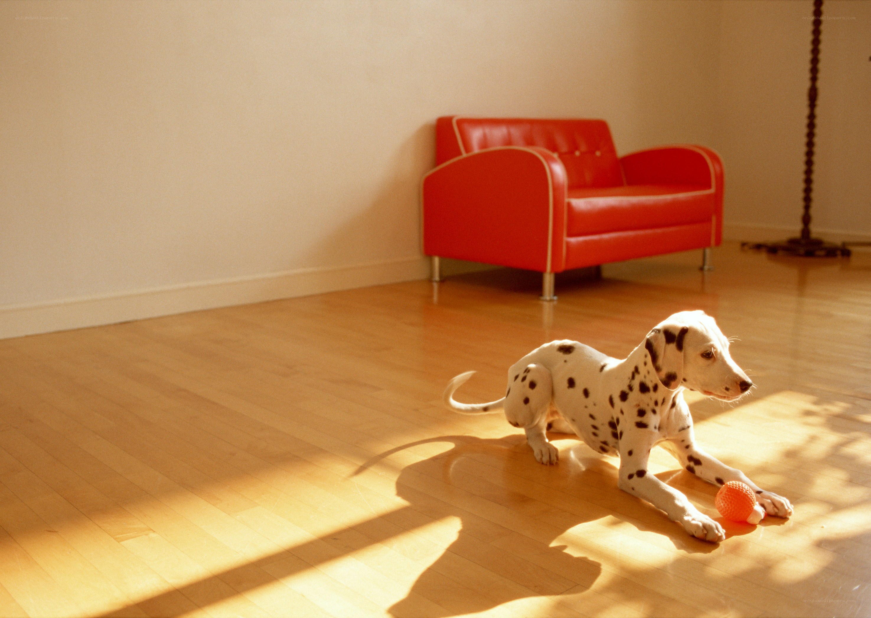 Dalmatian puppy with ball