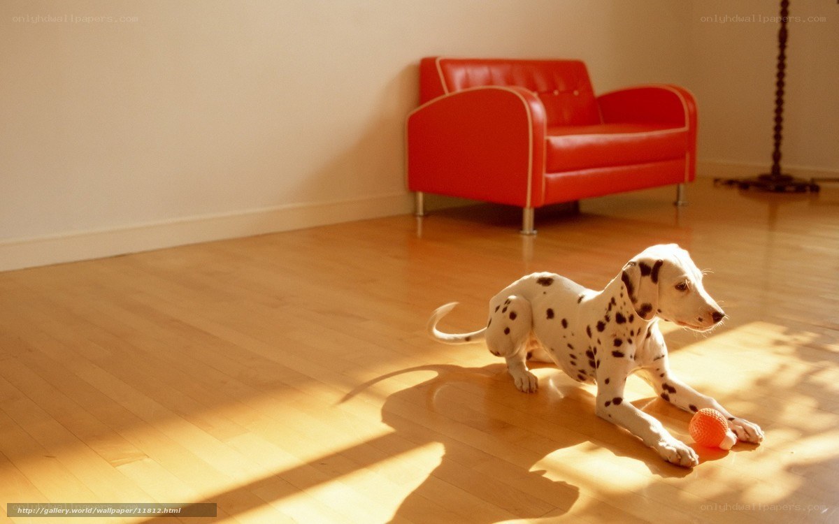Dalmatian puppy with ball