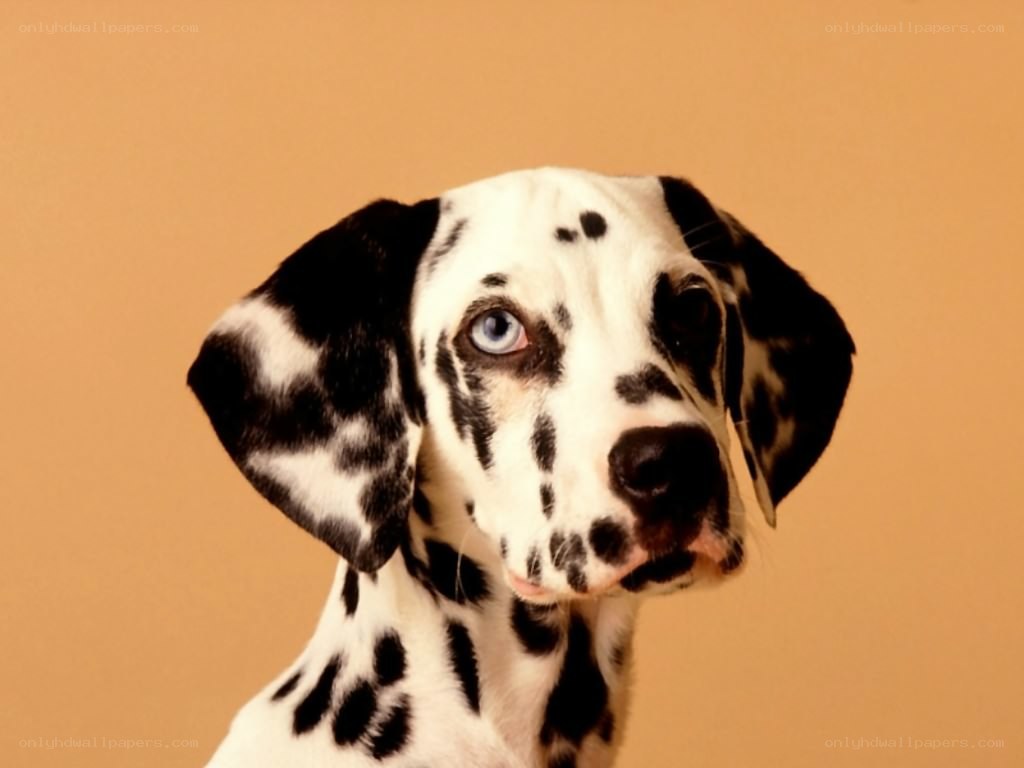 Dalmatian puppy with blue eye