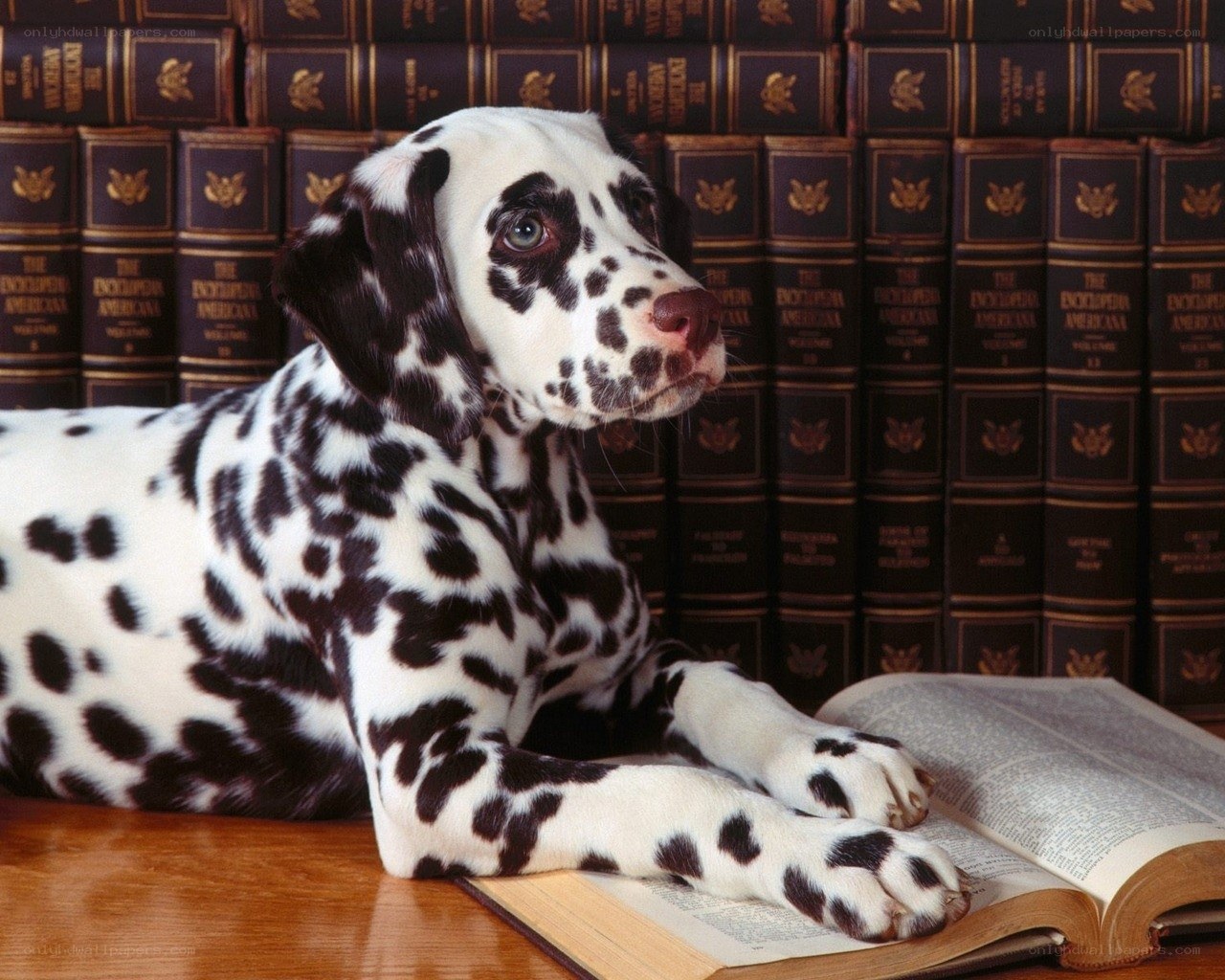 Dalmatian puppy with book