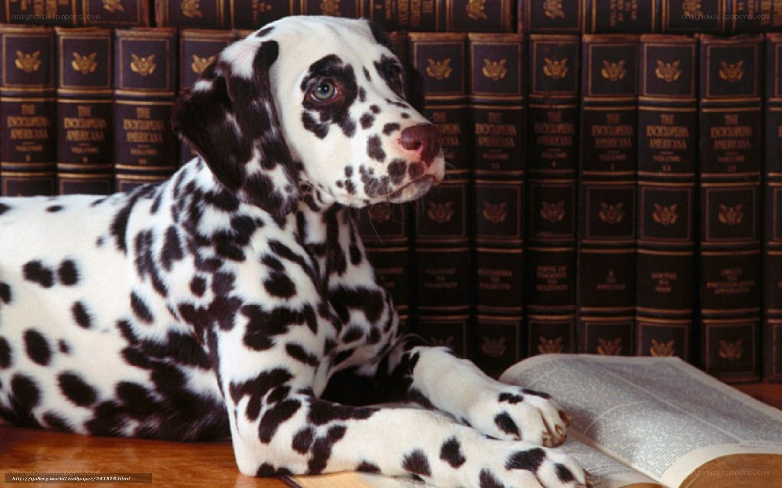 Dalmatian puppy with book