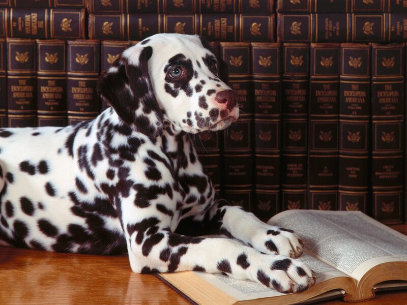 Dalmatian puppy with books