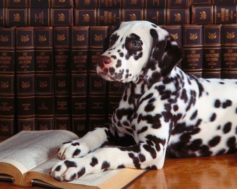 Dalmatian puppy with books