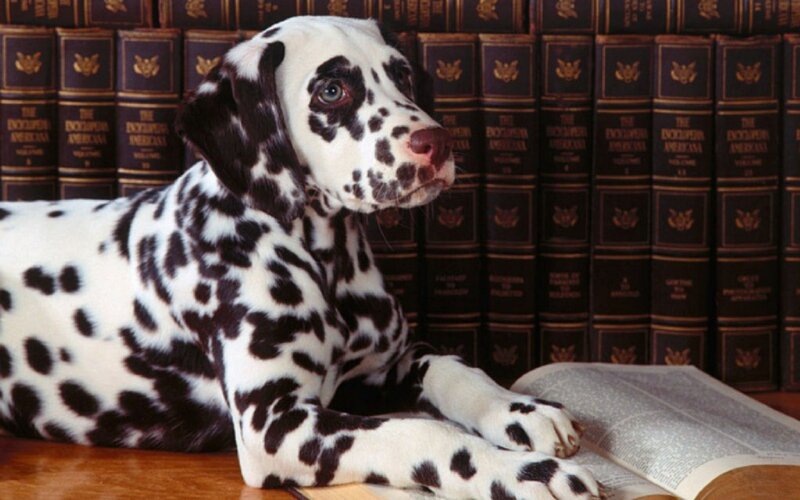Dalmatian puppy with encyclopedia