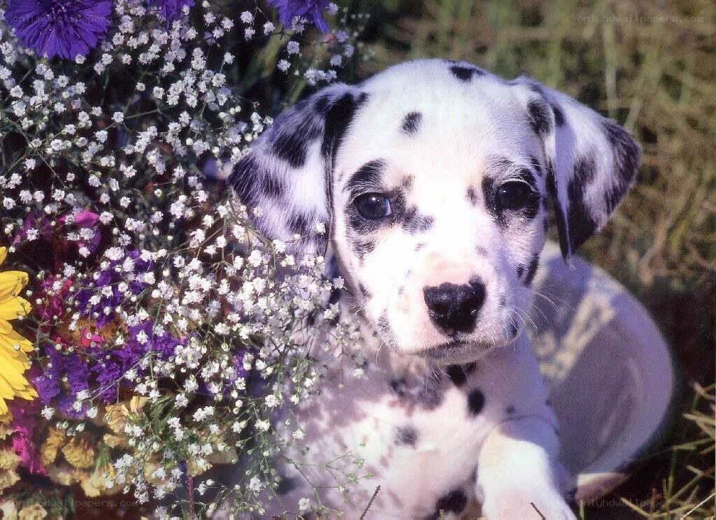 Dalmatian puppy with flowers