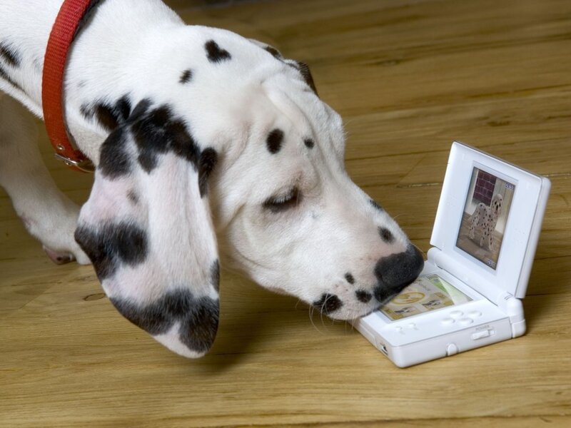Dalmatian puppy with handheld console