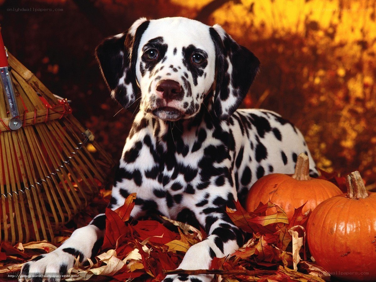 Dalmatian puppy with pumpkins