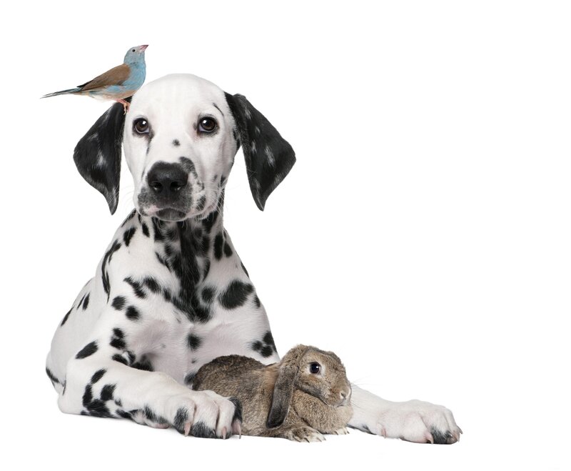 Dalmatian Puppy with Rabbit