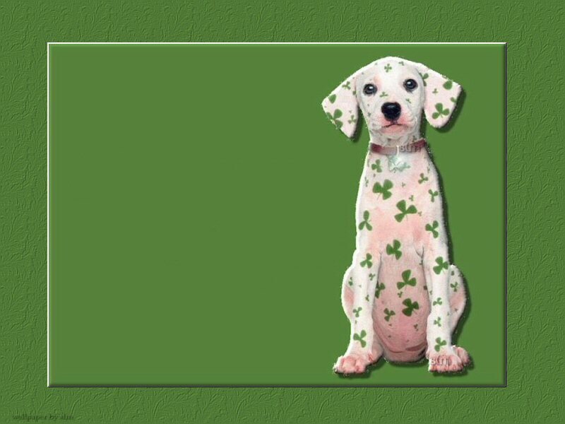 Dalmatian puppy with shamrocks
